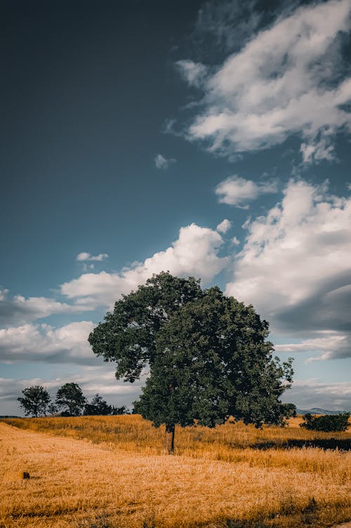 Foto profissional grátis de área, árvore, cenário