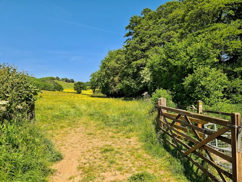 Fotos de stock gratuitas de arboles, campo, cerca