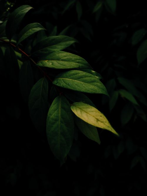 Free Close-up of vibrant green leaves with a dark, moody backdrop, showcasing nature's detail. Stock Photo