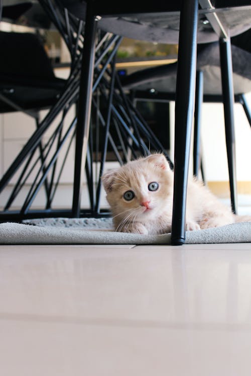 Cat on Carpet