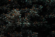 柔和的灯光下，深色叶子和花朵的喜怒无常图像，凸显了自然纹理