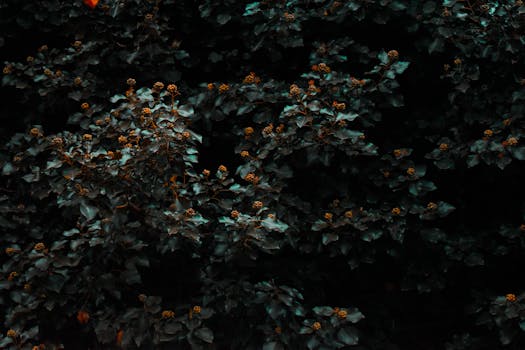 柔和的灯光下，深色叶子和花朵的喜怒无常图像，凸显了自然纹理