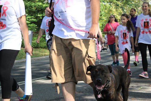 Free stock photo of cancer walk, causes, central park