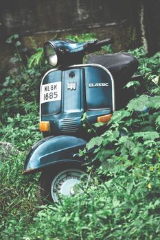 Classic Bajaj scooter surrounded by lush plants in an outdoor setting, epitomizing retro transportation.