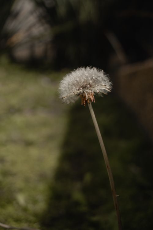 Free Delicate dandelion flower in natural growth environment with soft focus. Stock Photo