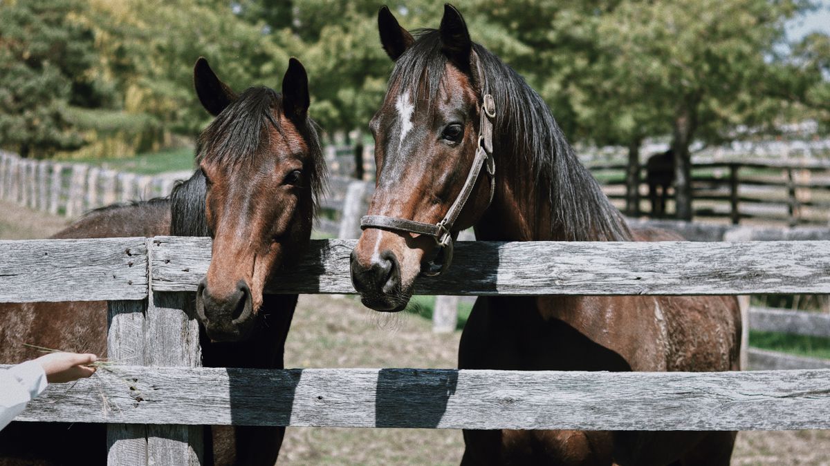 How to Enter Local Raffles in Lexington, Kentucky Without Scams