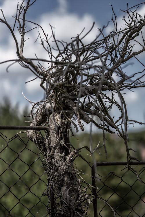 Free stock photo of branch, branches, chain fence