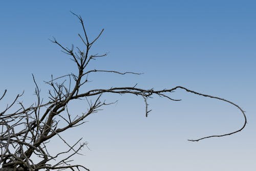 Free stock photo of branch, branches, cloudy