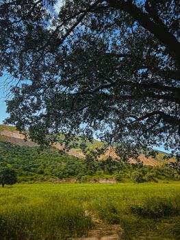 Picturesque Erbil countryside with a lush green landscape and tree silhouette, perfect for nature lovers.