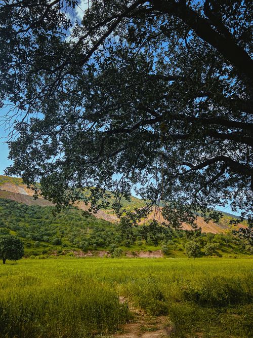 Free Picturesque Erbil countryside with a lush green landscape and tree silhouette, perfect for nature lovers. Stock Photo