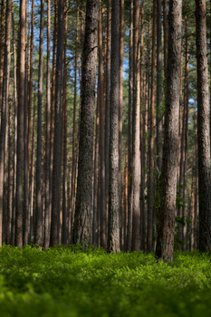 Lush green forest with tall pine trees and sunlight filtering through, creating a serene nature scene.