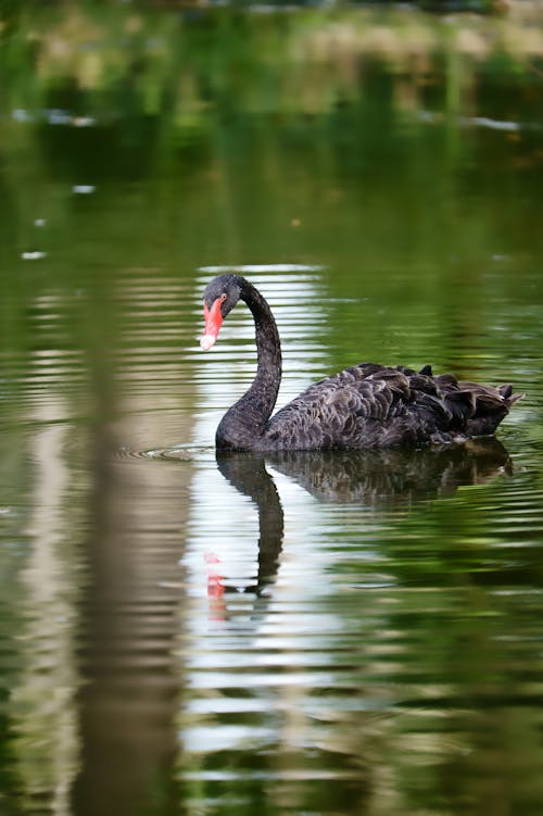 Black Swan Swimming in Lake