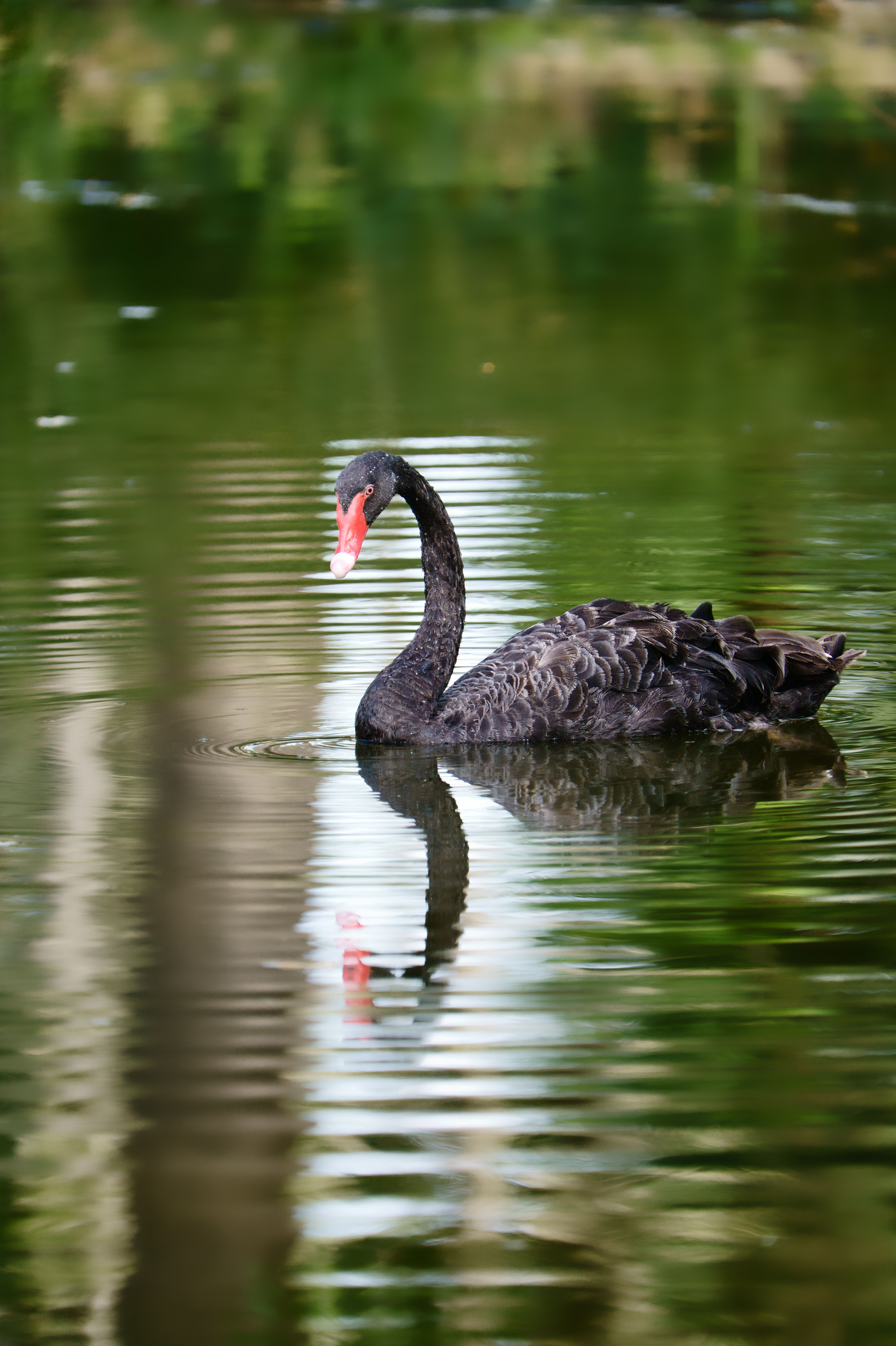 Black Swan Swimming in Lake · Free Stock Photo