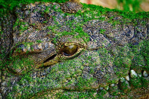 Close up of Crocodile Head