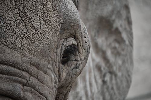 Close up of Elephant Eye