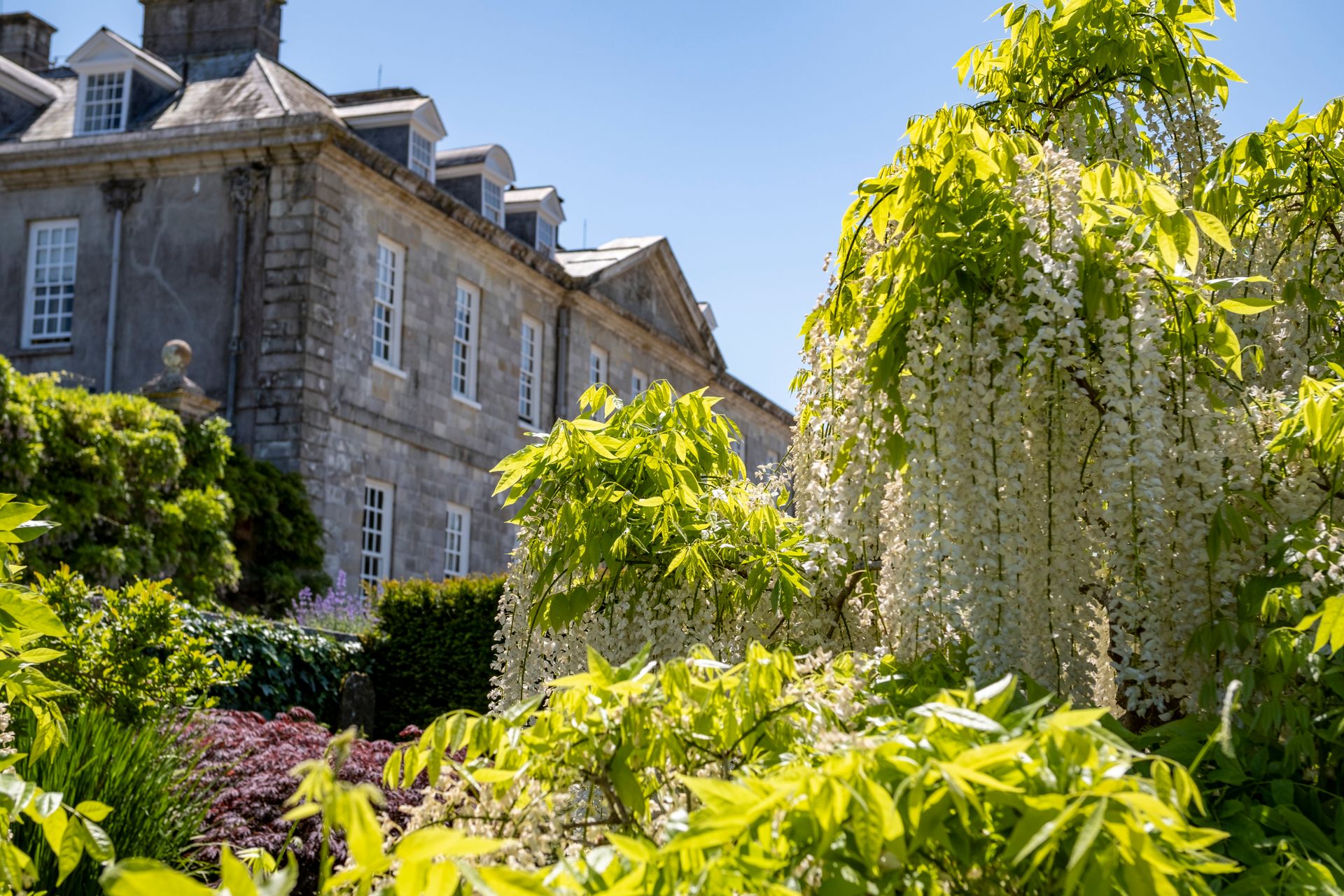 Stunning garden view with wisteria blooms and historic mansion under a clear blue sky.