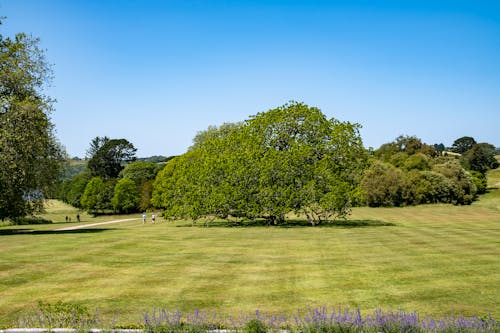 arazi, Bahçe, büyük ağaç içeren Ücretsiz stok fotoğraf