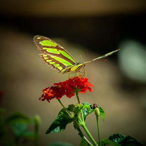 Free Close-up of a butterfly on a red flower with a green background in São Pedro de Alcântara, Brazil. Stock Photo