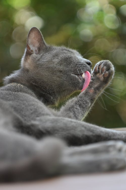 Free Cat Lying Down and Licking Paws Stock Photo