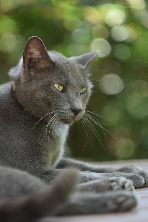 Gray Cat with White Whiskers