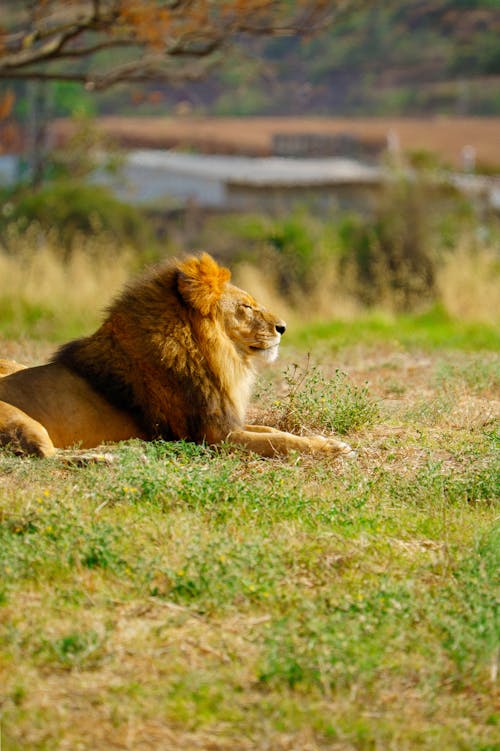 Lion Lying on Grass in Wilderness