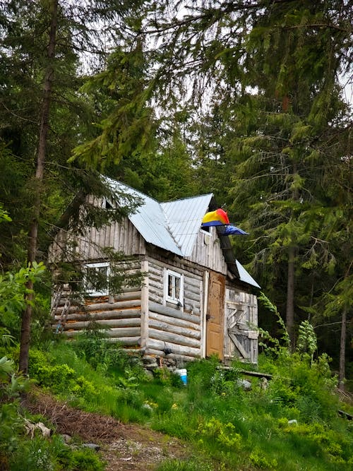 Wooden Hut in Forest