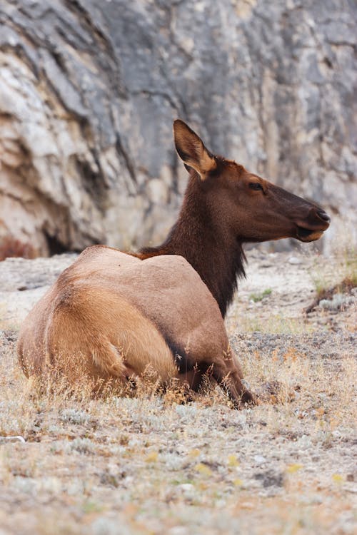 Rocky Mountain Elk Lying Down