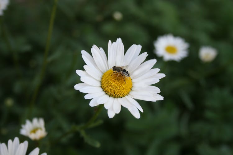 Bee On White Flower