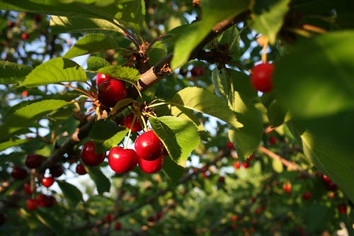 Gratis stockfoto met dorp, groen, kers