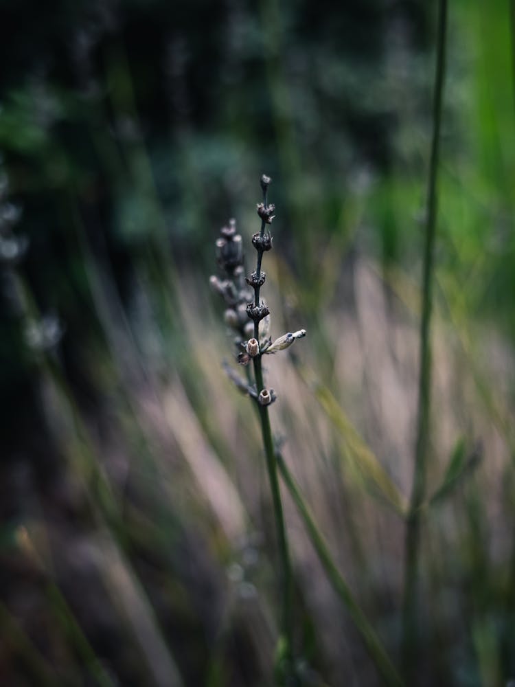 Lavender Leaf In A Field