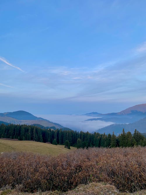 Ilmainen kuvapankkikuva tunnisteilla luonto, maisema, metsä