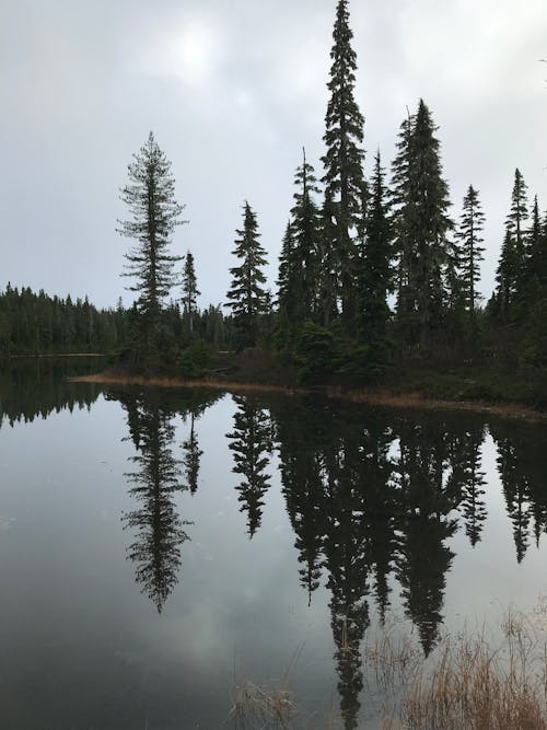 Immagine gratuita di alberi, foresta, lago