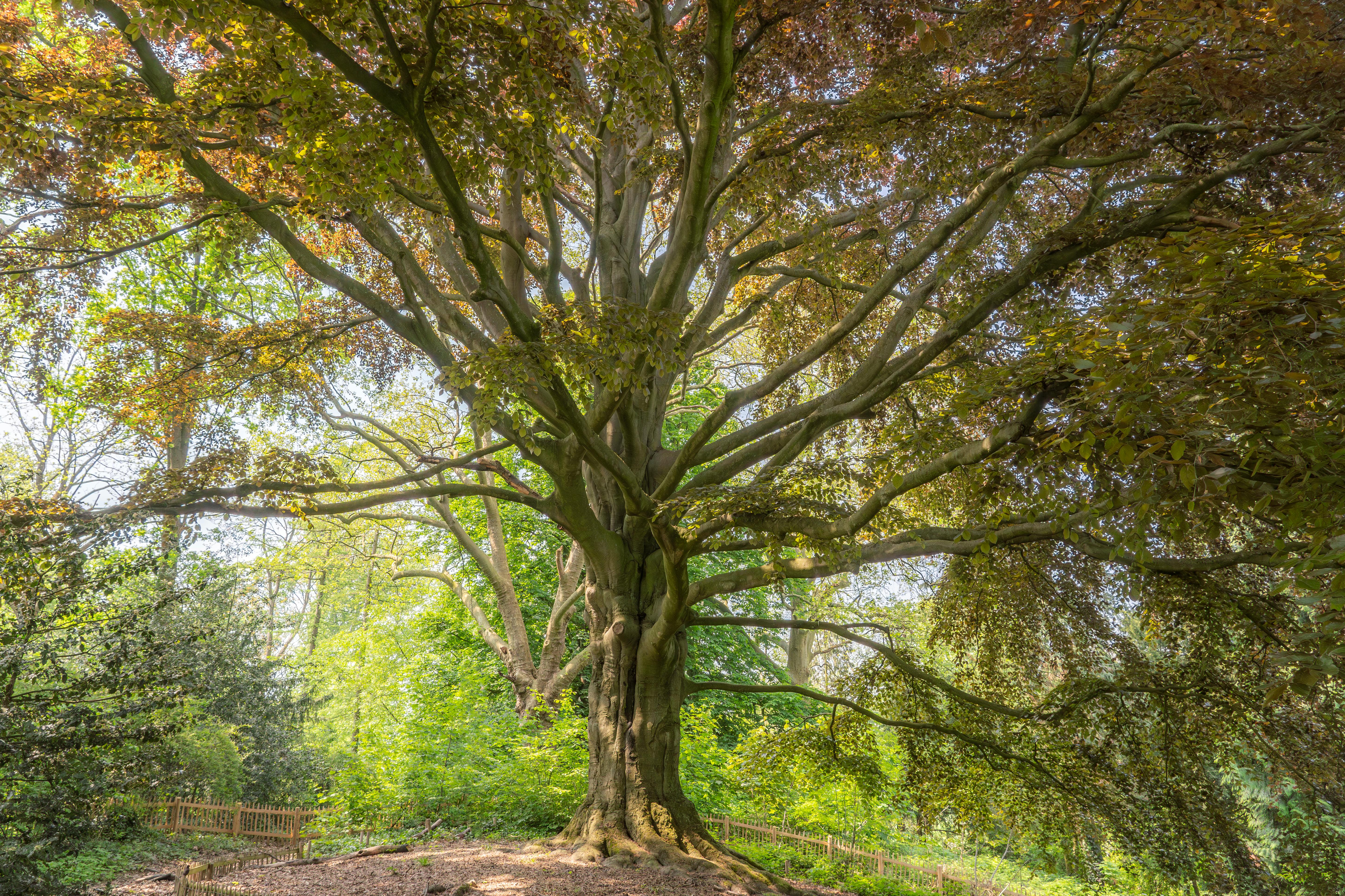 a large tree in the middle of a forest