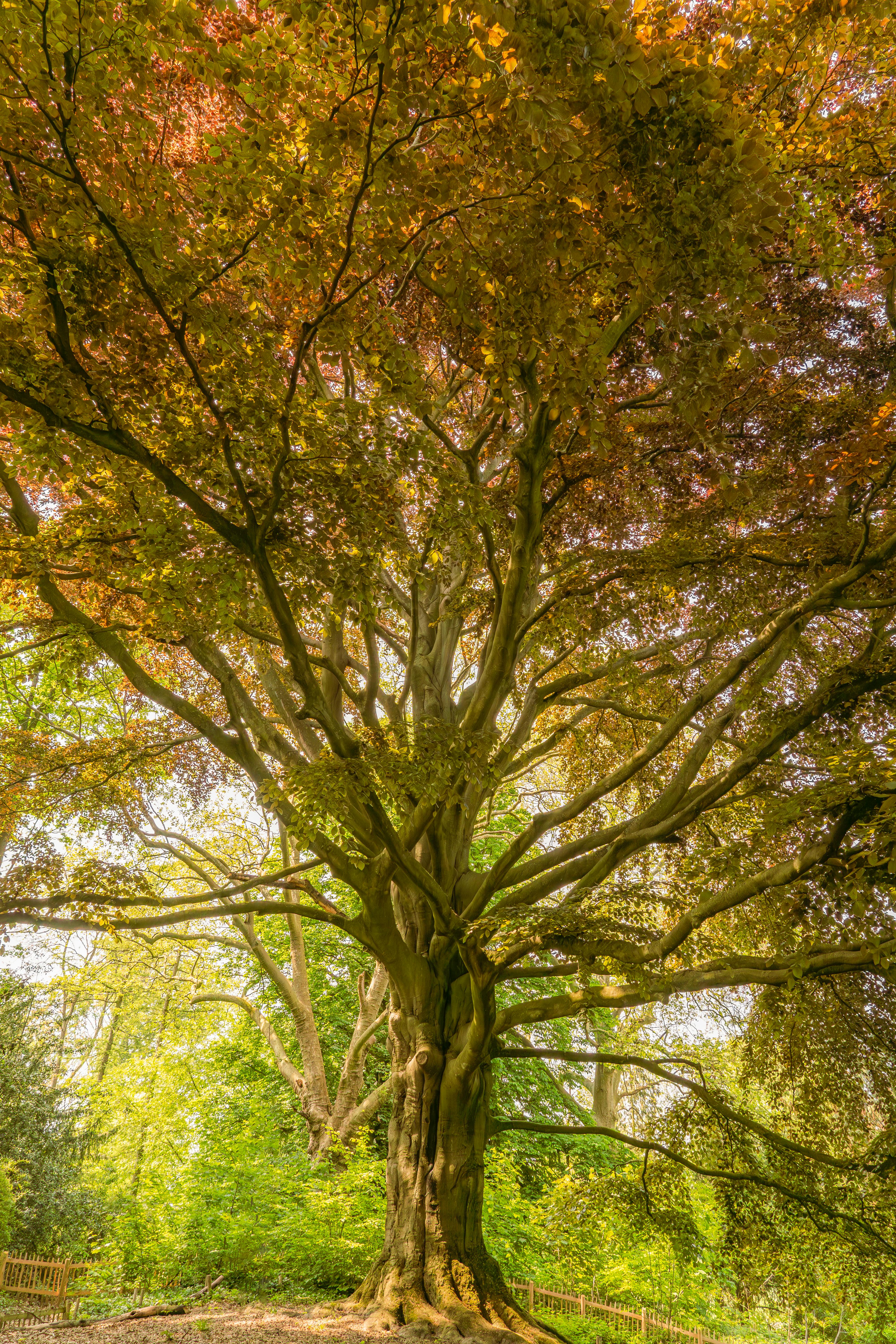 a large tree with leaves on it in the woods