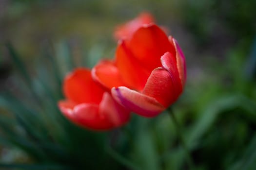 Close-up of a vibrant red tulip in a garden setting, showcasing the beauty of spring.
