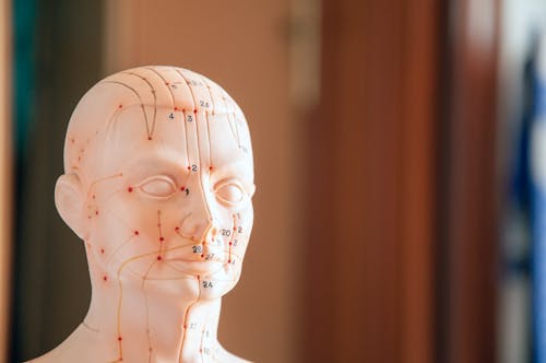 Free Close-up of a model head showing acupuncture points with numbers and lines. Stock Photo