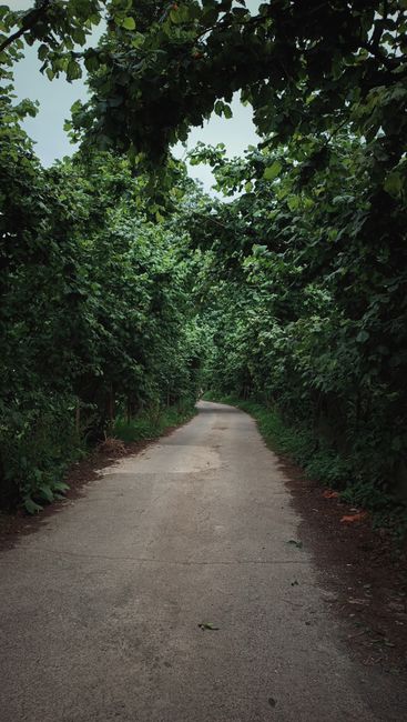 Fotomural Un sendero forestal misterioso rodeado de densos árboles verdes crea una atmósfera serena.