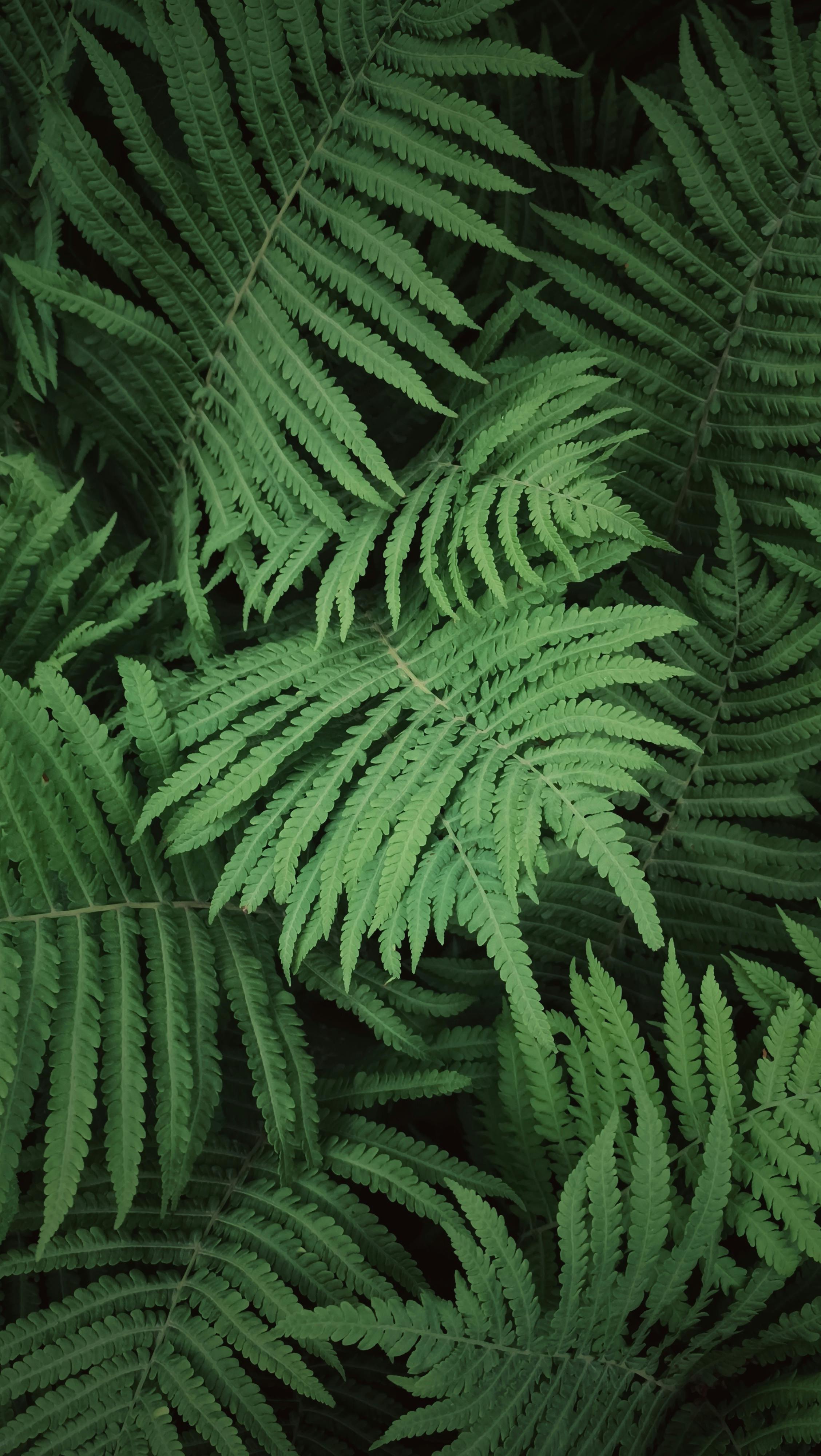 Close Up Photography of Fern Plant · Free Stock Photo