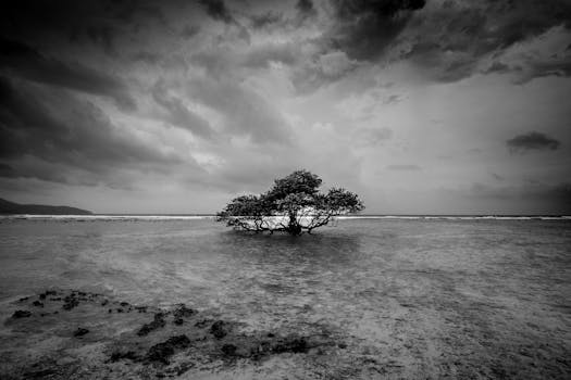 A lone tree stands amidst tranquil seawater under a dramatic sky.