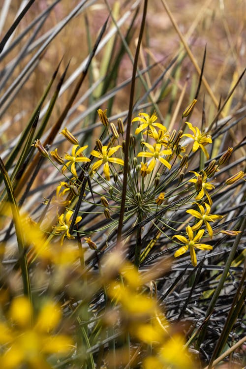 Close up of Yellow Flowers on Ground