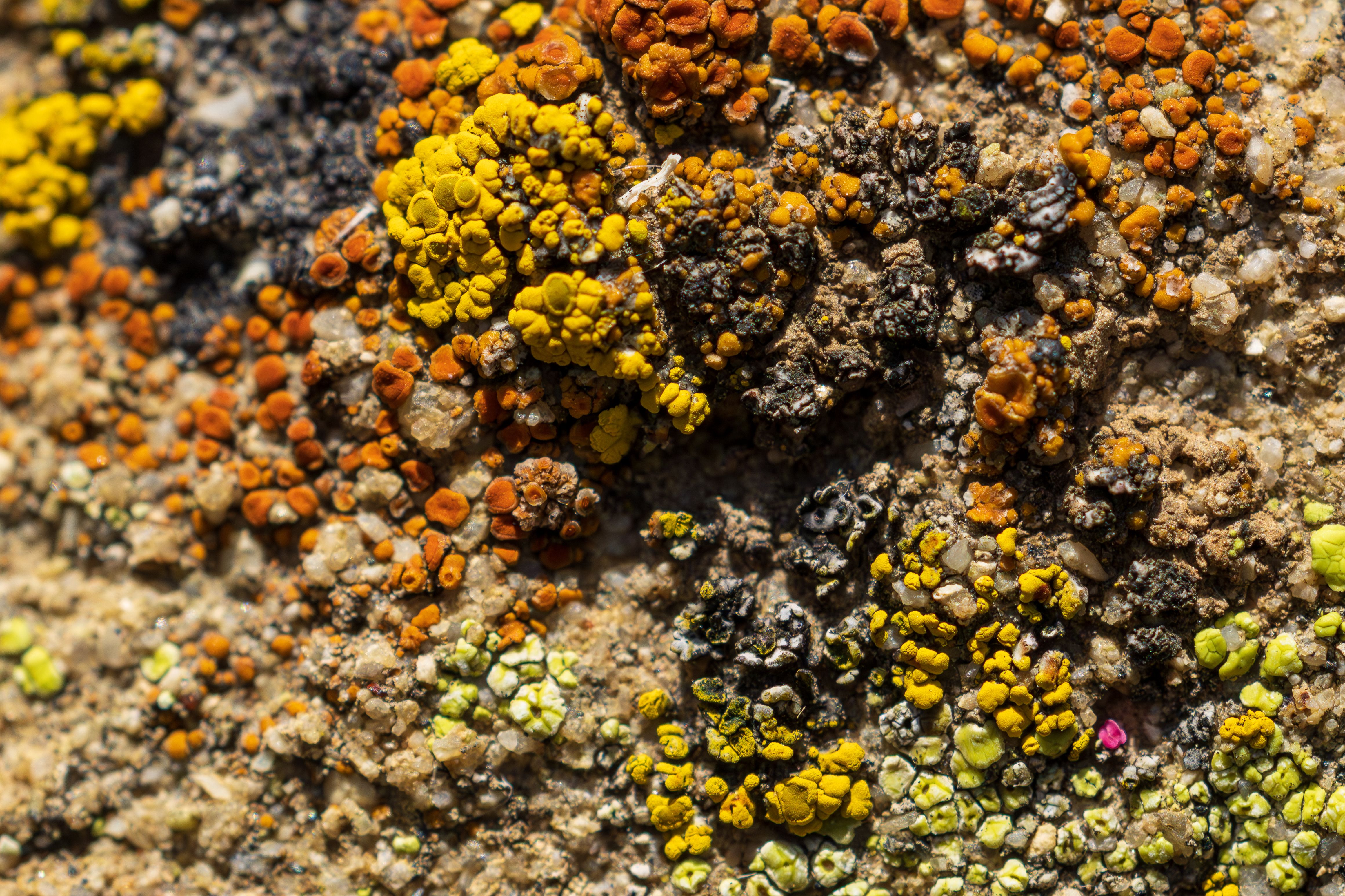 Detailed close-up photo of colorful jewel lichens in red, yellow, and green on rocky surface.