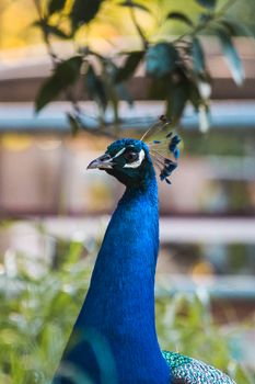 peacock photo