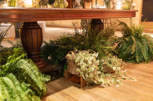 Potted Plants Left under Wooden Table