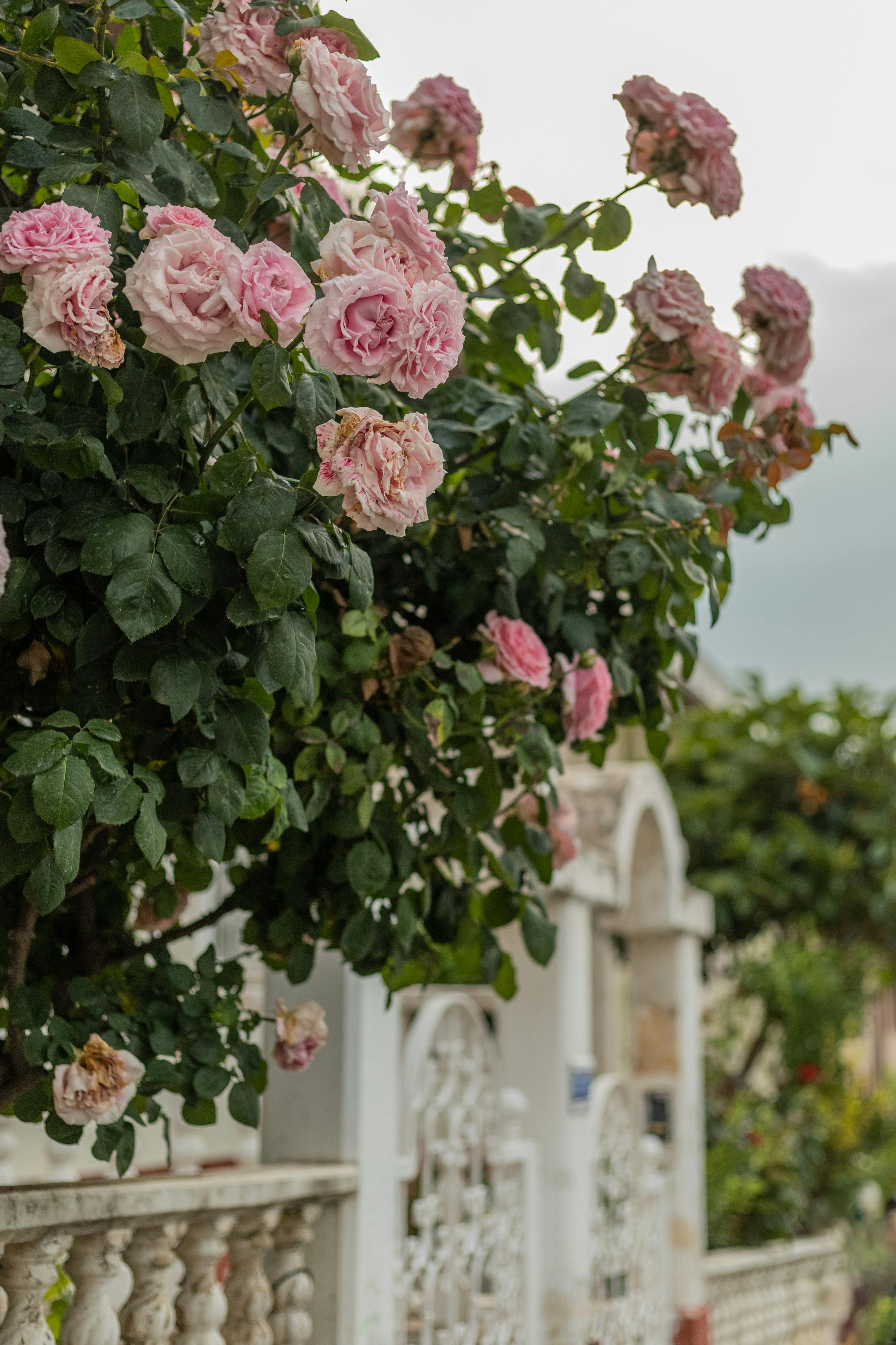 Vibrant pink roses blooming on a shrub in a scenic garden setting.