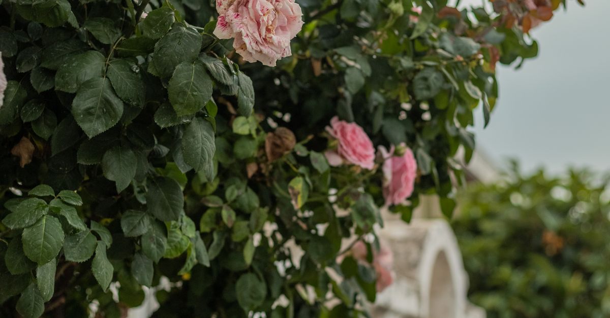 Branch Of Roses Branch of Pink Roses · Free Stock Photo