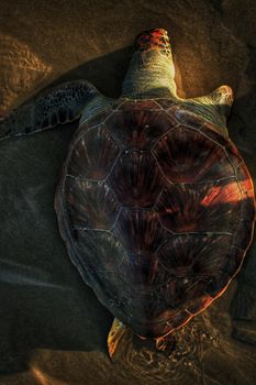 A sea turtle swimming in shallow, sunlit water showcasing its detailed shell and natural habitat.