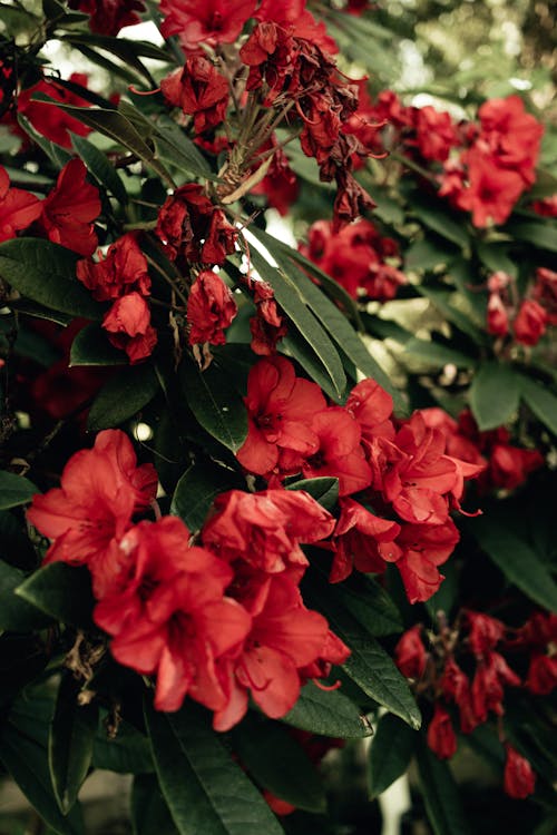 Red Azalea Flowers in Bloom
