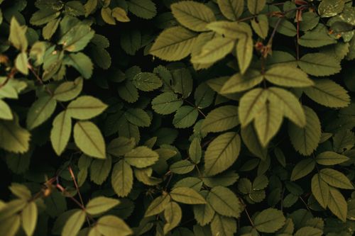 Free A detailed close-up of vibrant green leaves from a rose bush, showcasing nature's beauty. Stock Photo