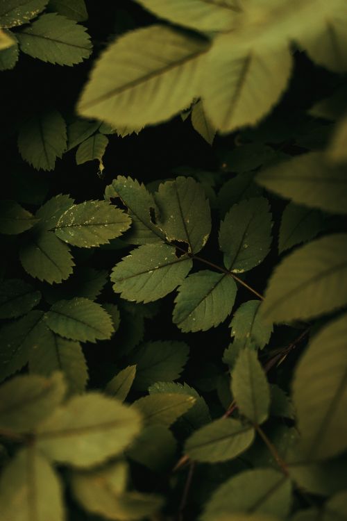 Free Detailed close-up view of green leaves with soft natural light, showcasing texture and growth. Stock Photo