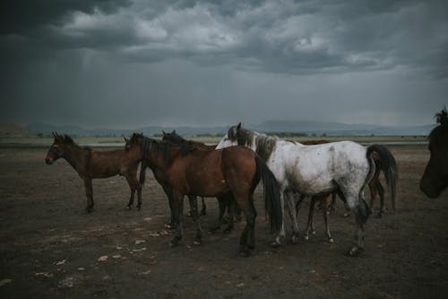 Horses Standing on Pasture under Overcast Sky